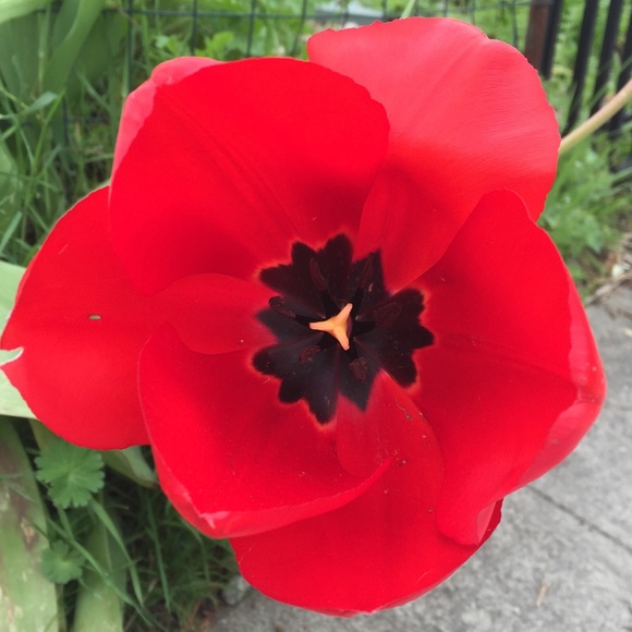 Meet your Posher, Cami - Picture 1 of 1